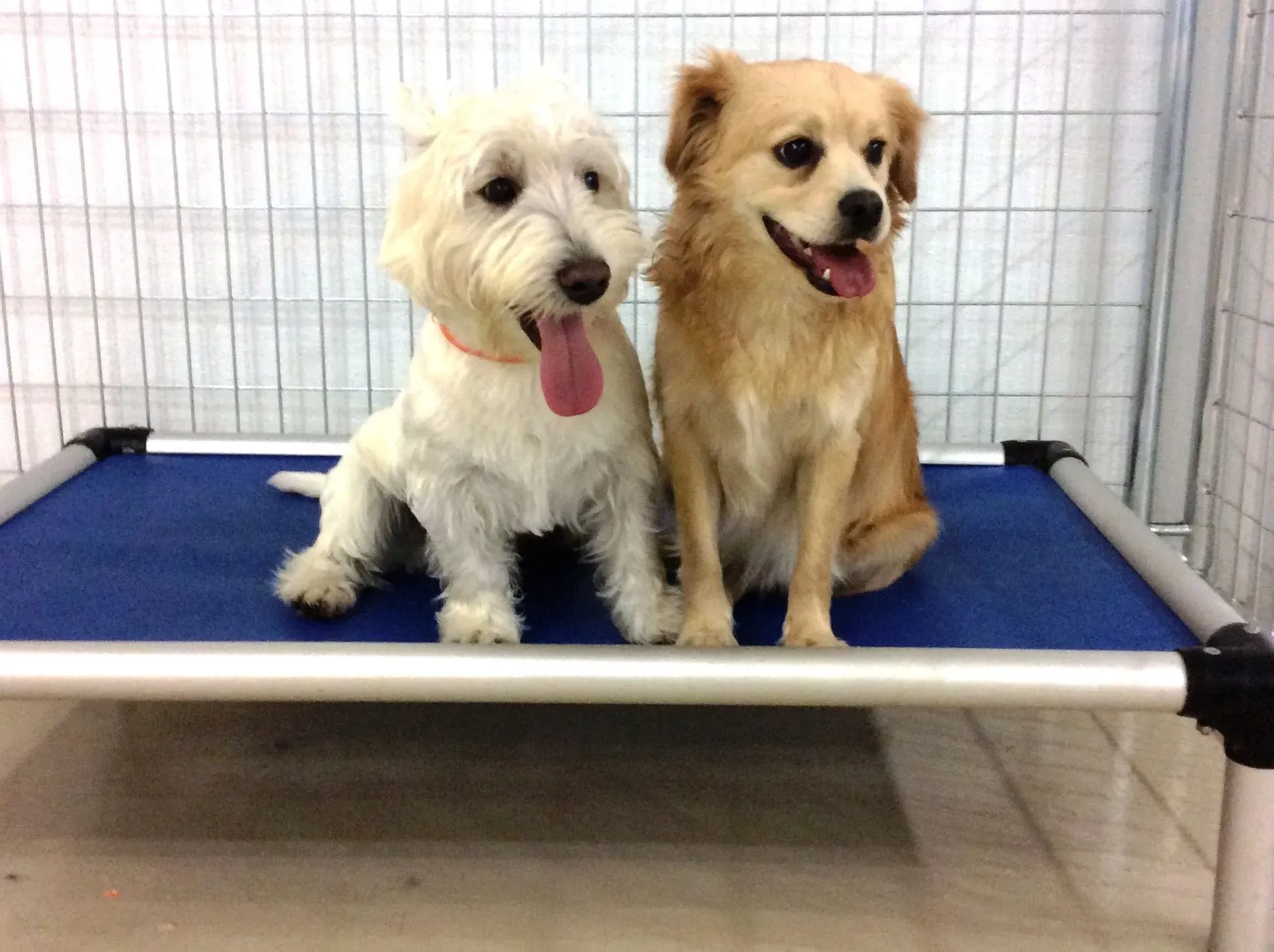 Dog Board and Training Chicago: Strategies for Dogs Who Don’t Respond to Traditional Methods